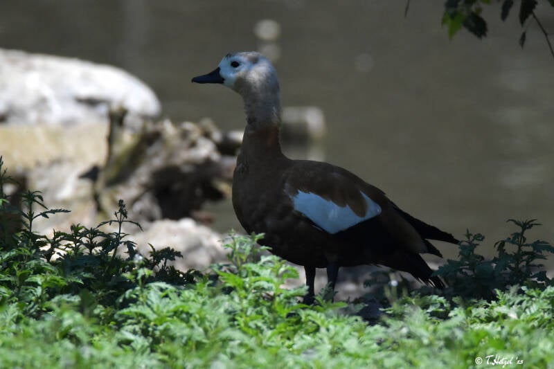 Rostgans | Haustierhof Reutemühle, Überlingen-Bambergen | 05.07.2020