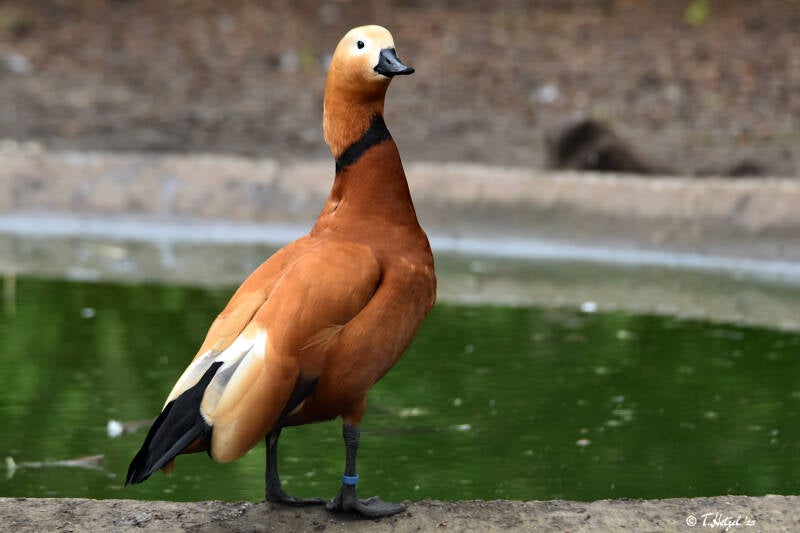 Rostgans | Vogelpark Groß-Rohrheim | 24.04.2022