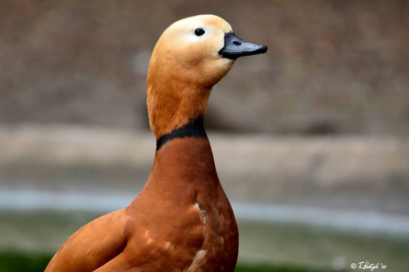 Rostgans | Vogelpark Groß-Rohrheim | 24.04.2022