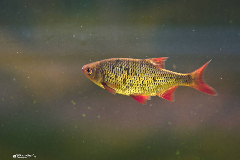 Rotauge | Tierpark Hirschfeld | 13.07.2025