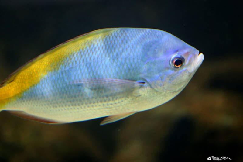 Rotbauchfüsilier | Wilhelma Stuttgart | 14.08.2018