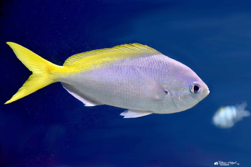 Rotbauchfüsilier | Diergaarde Blijdorp, Rotterdam | 09.07.2021