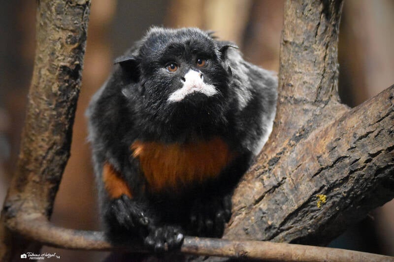 Rotbauchtamarin | Zoo Plzen | 17.09.2022