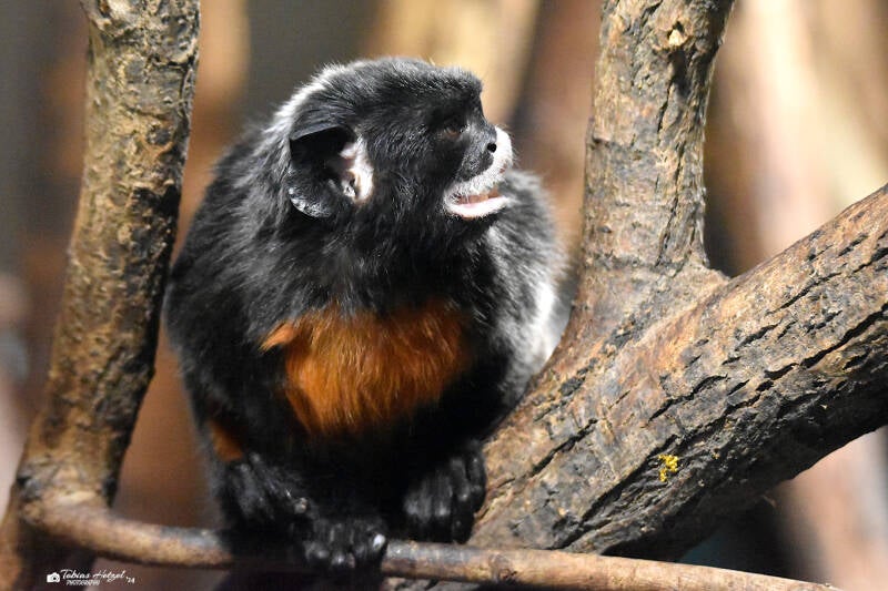 Rotbauchtamarin | Zoo Plzen | 17.09.2022