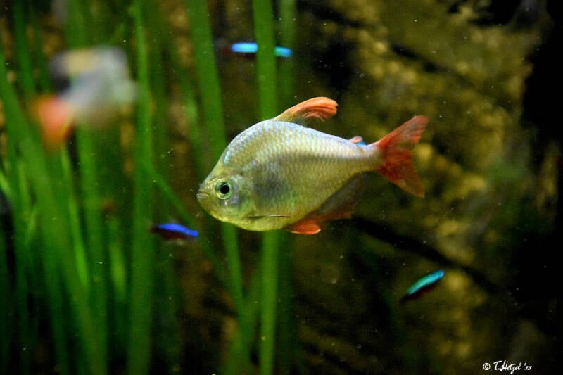 Rotblauer Kolumbiensalmler