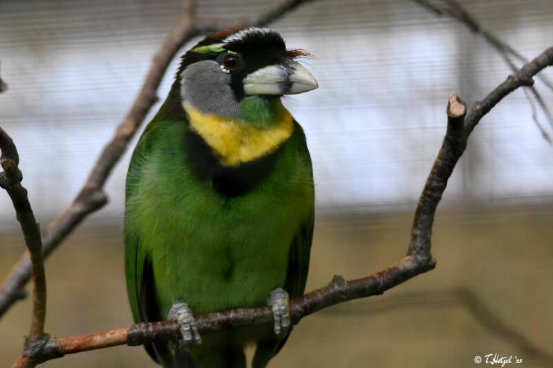 Rotbüschel-Bartvogel | Weltvogelpark Walsrode | 09.06.2023