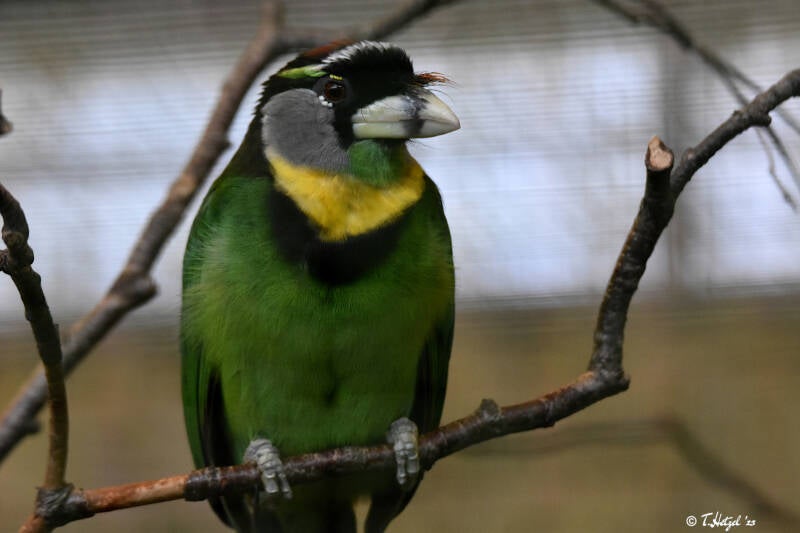 Rotbüschel-Bartvogel