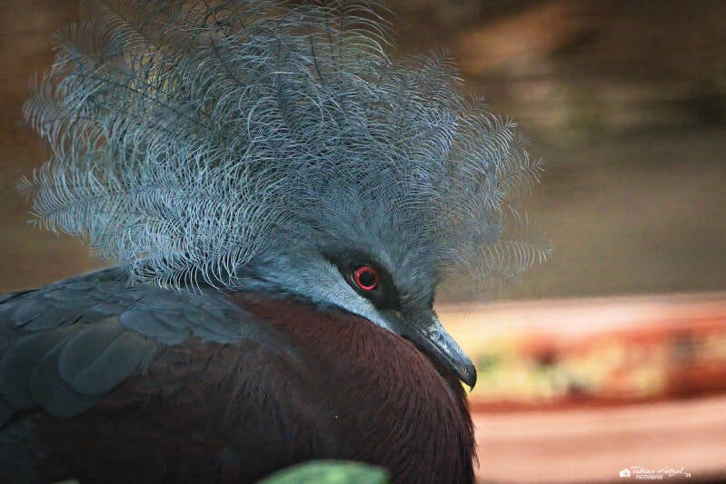 Rotbug-Krontaube | Zoo Duisburg | 05.04.2025