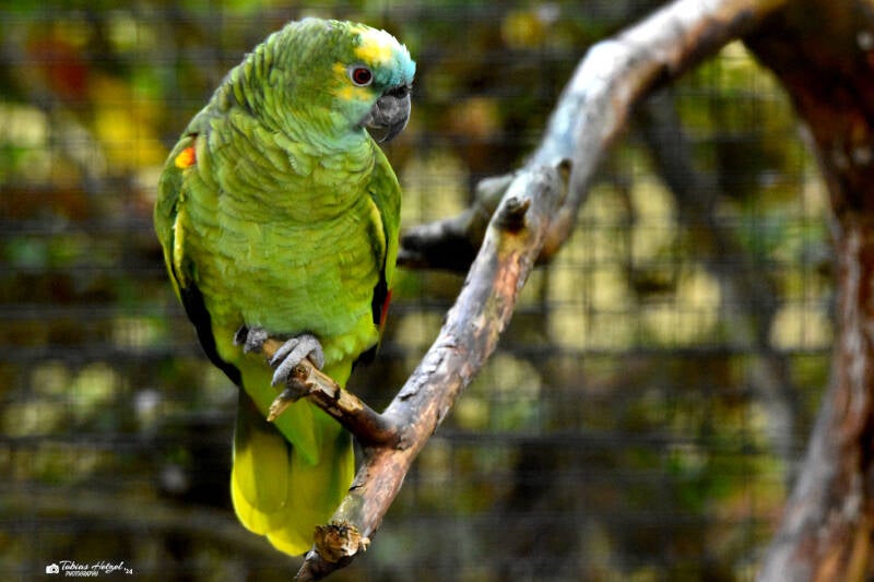 Rotbug-Blaustirnamazone | Vivarium Darmstadt | 25.10.2022