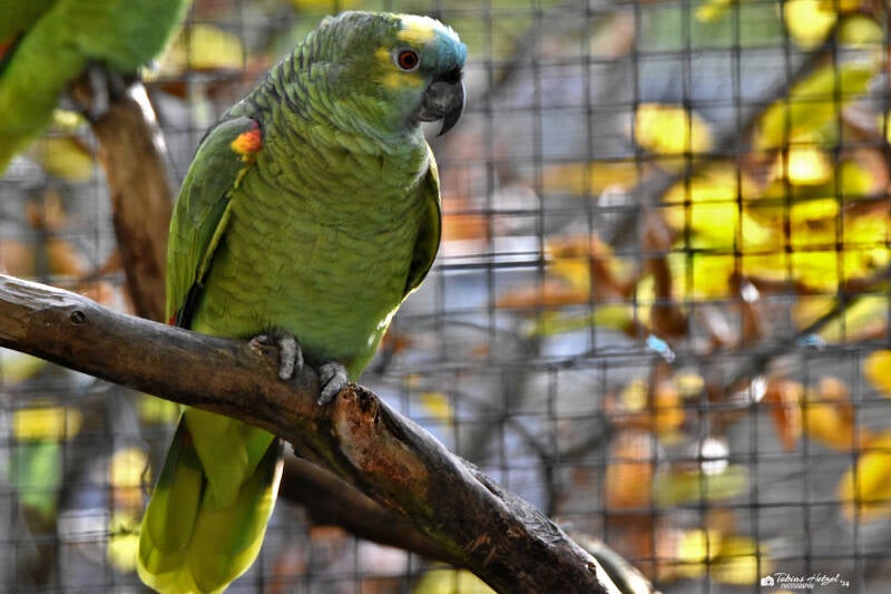 Rotbug-Blaustirnamazone | Vivarium Darmstadt | 25.10.2022