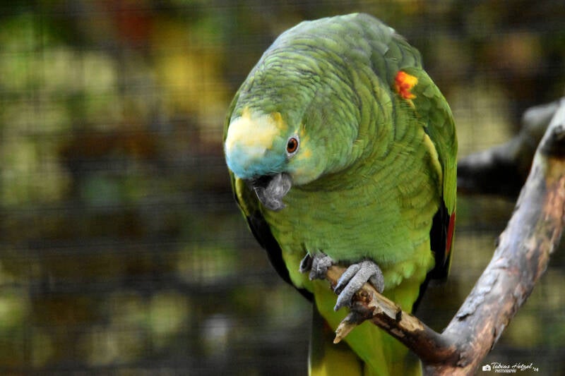 Rotbug-Blaustirnamazone | Vivarium Darmstadt | 25.10.2022