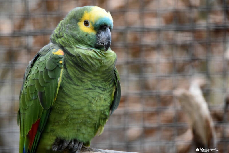 Rotbug-Blaustirnamazone | Vivarium Darmstadt | 28.11.2021