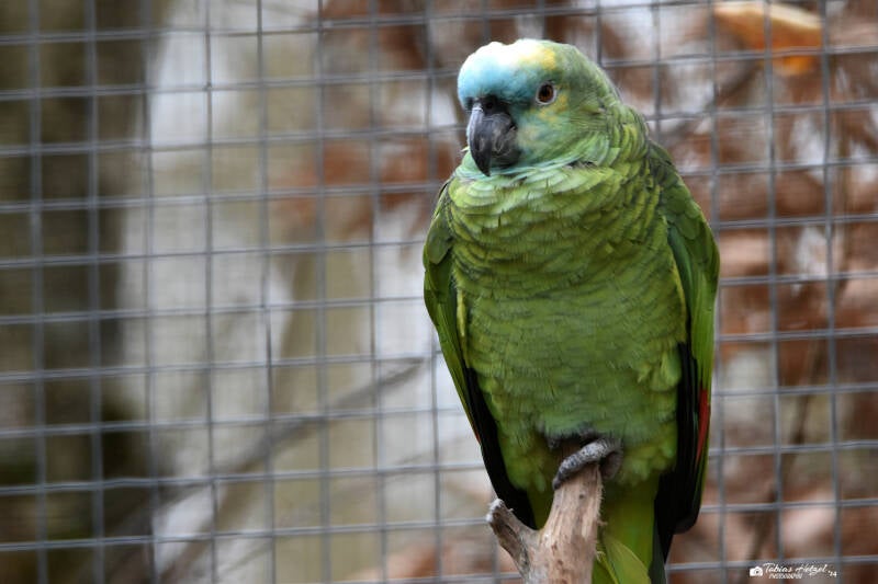 Rotbug-Blaustirnamazone | Vivarium Darmstadt | 28.11.2021