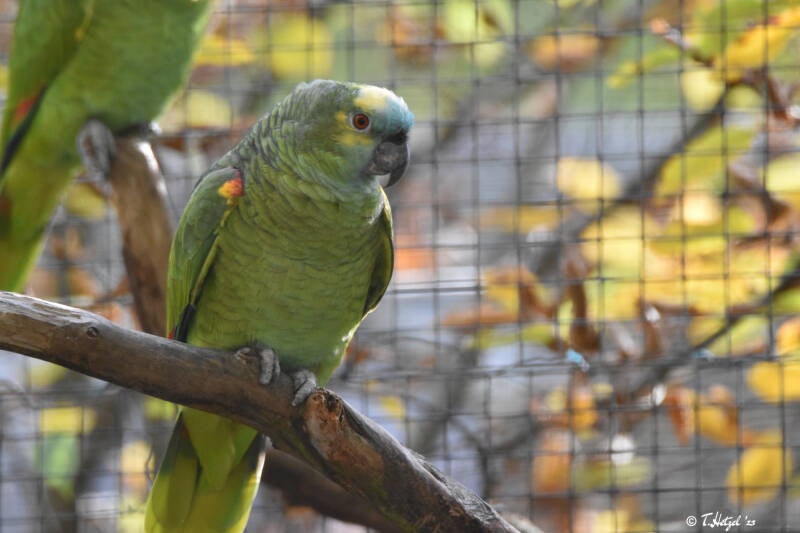 Rotbugamazone (Nominatform)