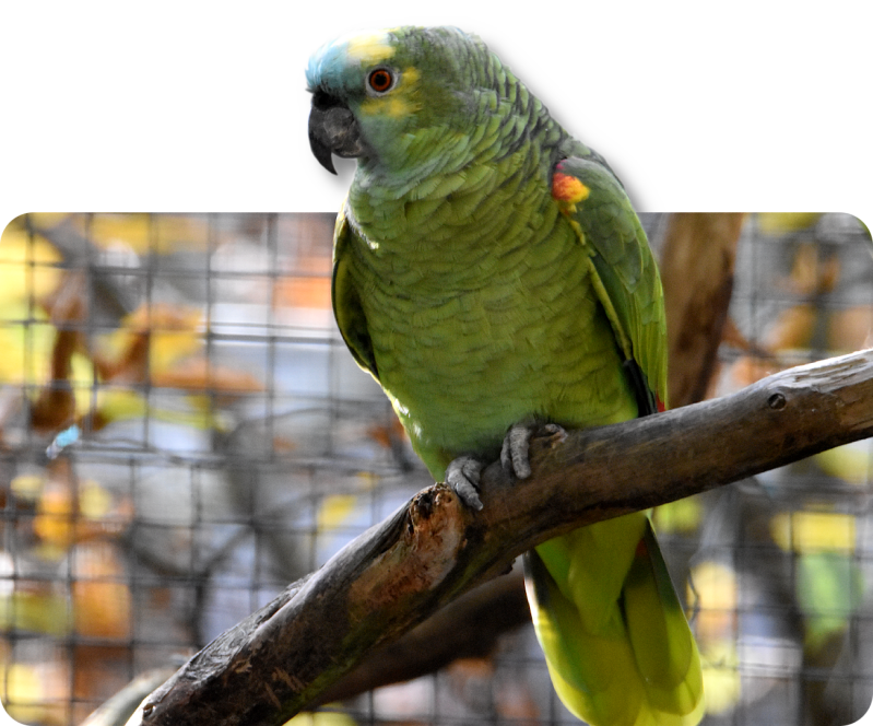 Rotbug-Blaustirnamazone