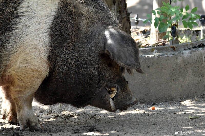 Rotbuntes Schwein | Vogelpark Schotten | 16.07.2022