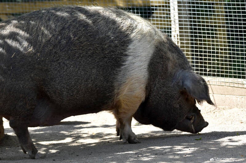 Rotbuntes Schwein | Vogelpark Schotten | 16.07.2022