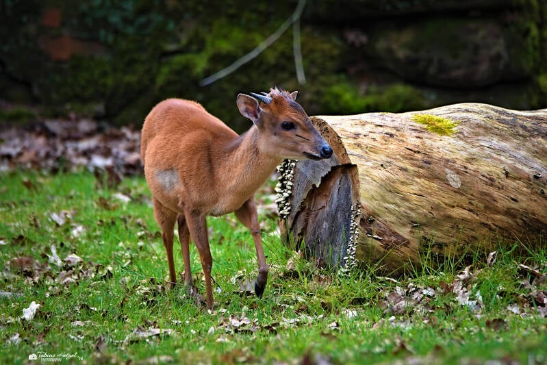 Rotducker | Tiergarten Nürnberg | 17.03.2024