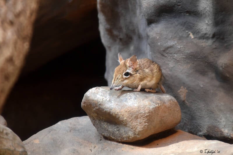 Rotbraune Elefantenspitzmaus