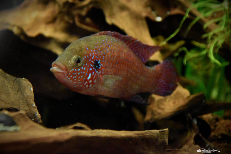 Roter Buntbarsch | Staatliches Museum für Naturkunde Karlsruhe | 04.12.2022