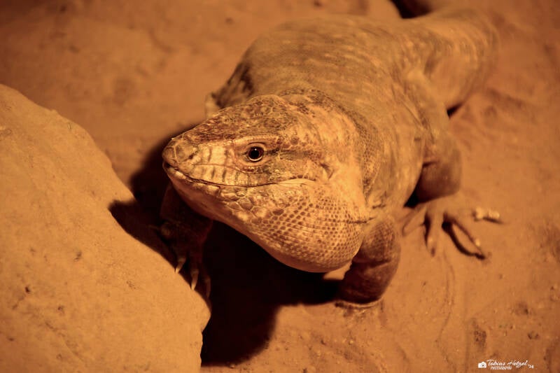 Roter Teju | Reptilium Landau | 09.12.2023