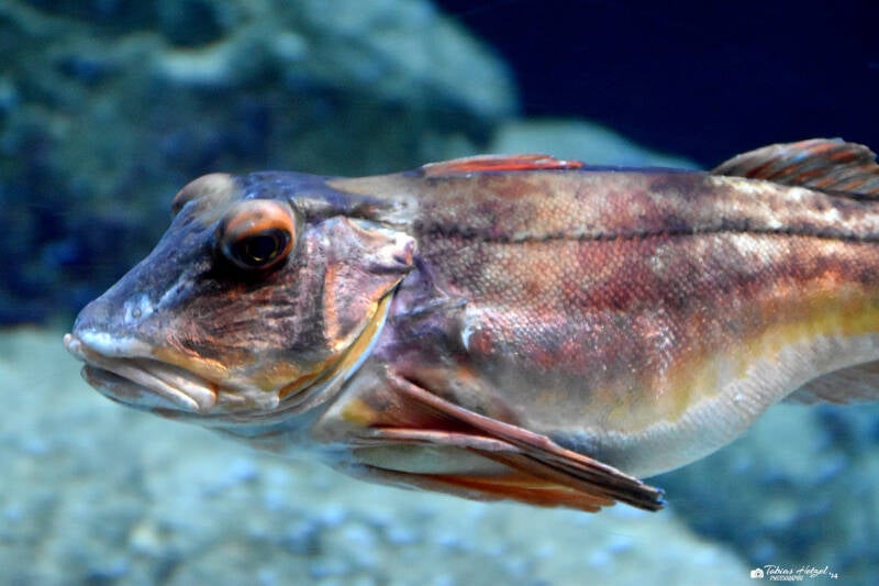 Roter Knurrhahn | Diergaarde Blijdorp, Rotterdam | 09.07.2021
