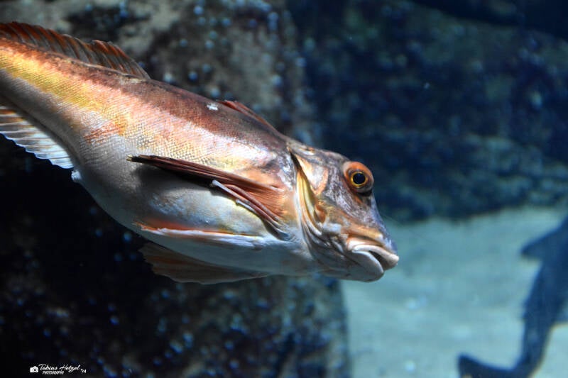 Roter Knurrhahn | Diergaarde Blijdorp, Rotterdam | 09.07.2021