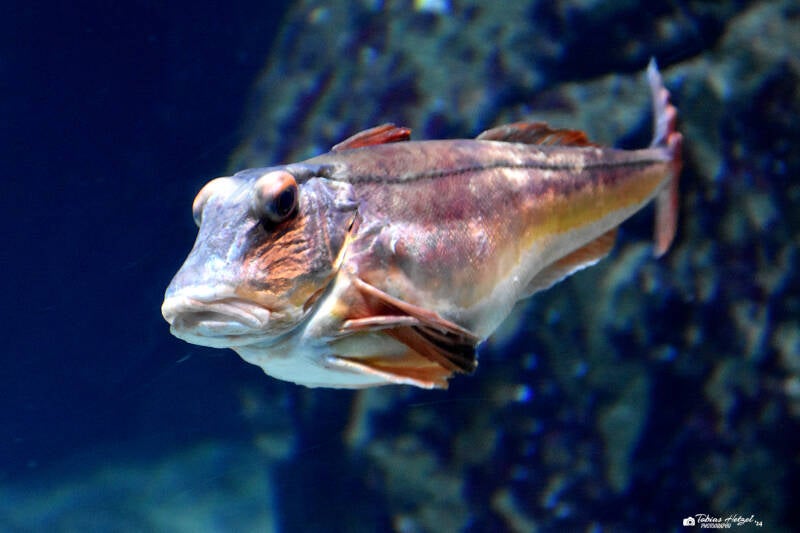 Roter Knurrhahn | Diergaarde Blijdorp, Rotterdam | 09.07.2021