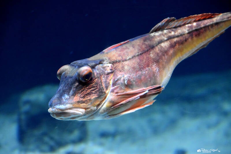 Roter Knurrhahn | Diergaarde Blijdorp, Rotterdam | 09.07.2021