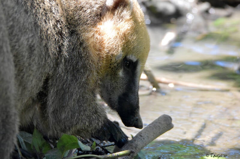 Roter Nasenbär (kein Unterartenstatus) | Haustierhof Reutemühle, Überlingen-Bambergen | 05.07.2020