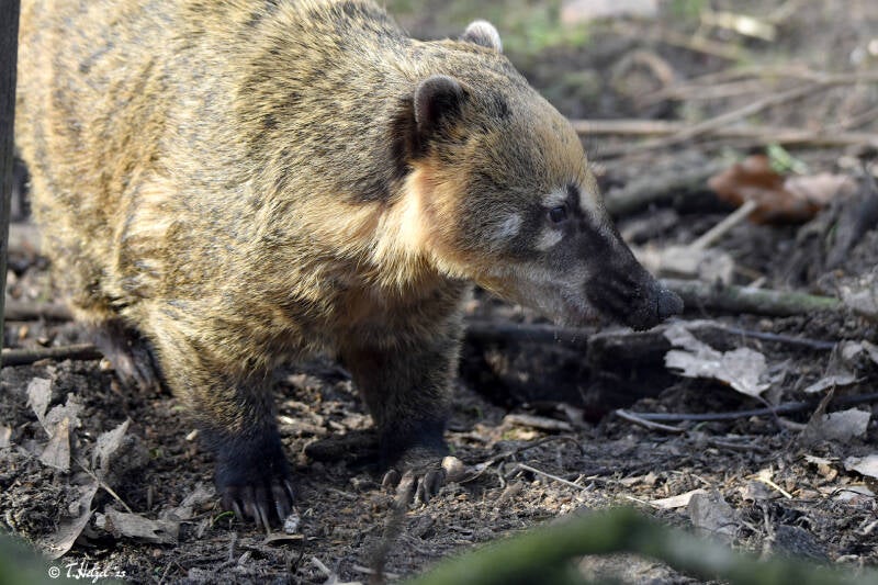 Roter Nasenbär (kein Unterartenstatus) | Vogel- und Tierpark Sohlingen-Ohligs | 13.02.2022