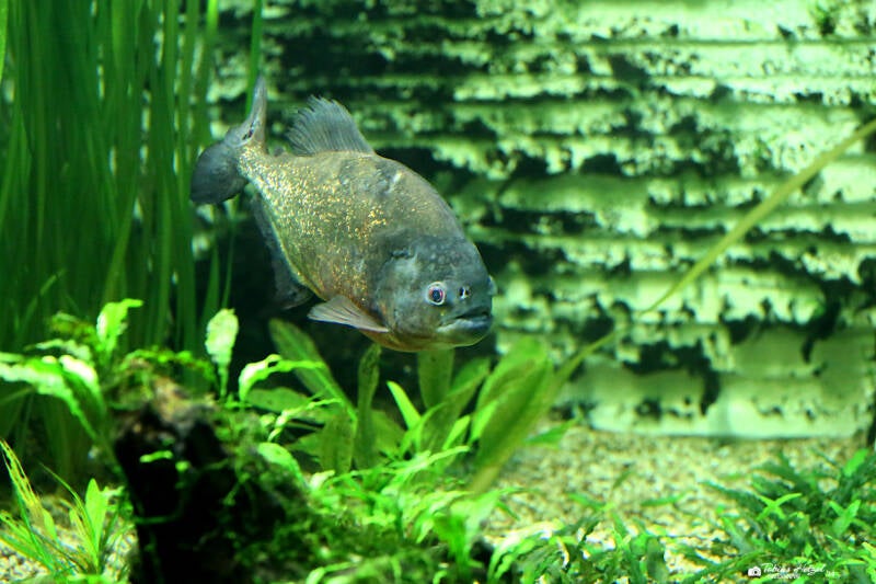 Roter Piranha | Luisenpark Mannheim | 12.08.2018