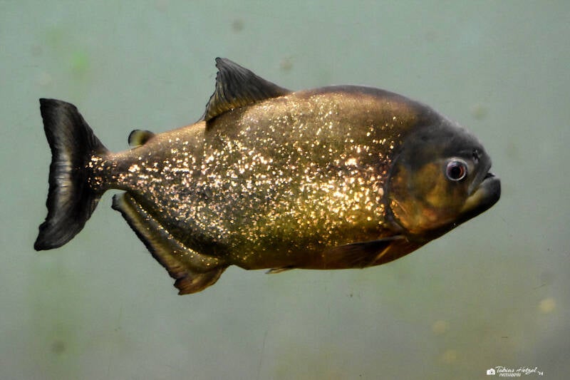 Roter Piranha | Zoo Leipzig | 20.10.2020