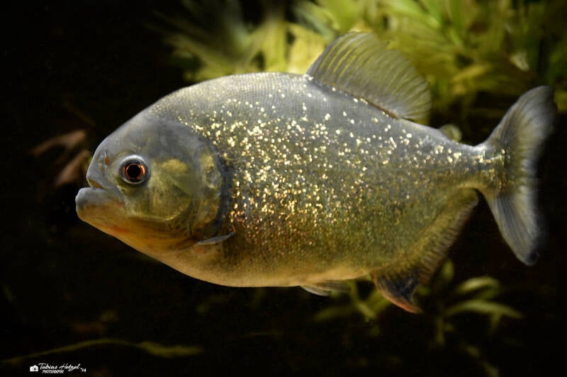 Roter Piranha | Tierpark Göppingen | 10.03.2023