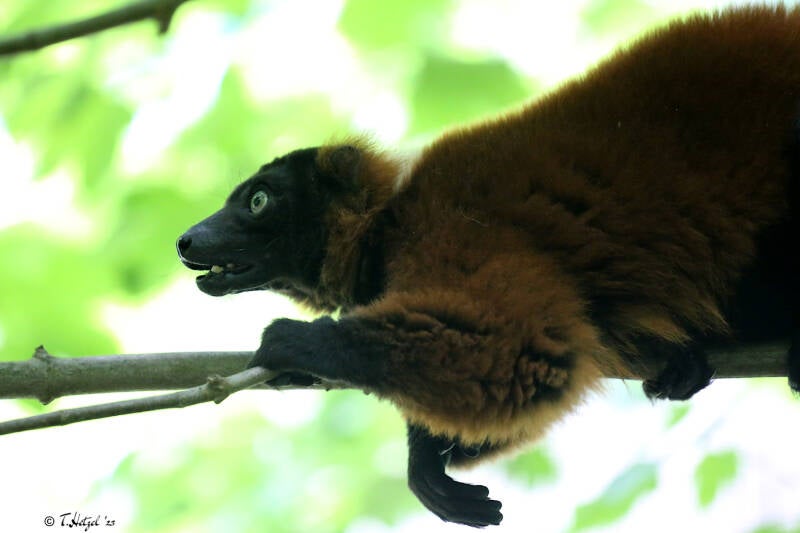 Roter Vari | Tierpark Berlin | 27.05.2018