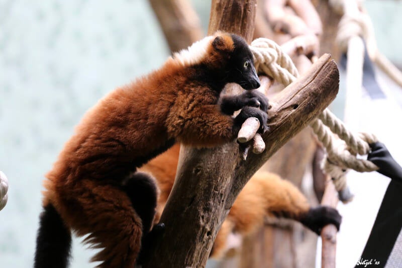 Roter Vari | Tierpark Hellabrunn, München | 15.08.2018