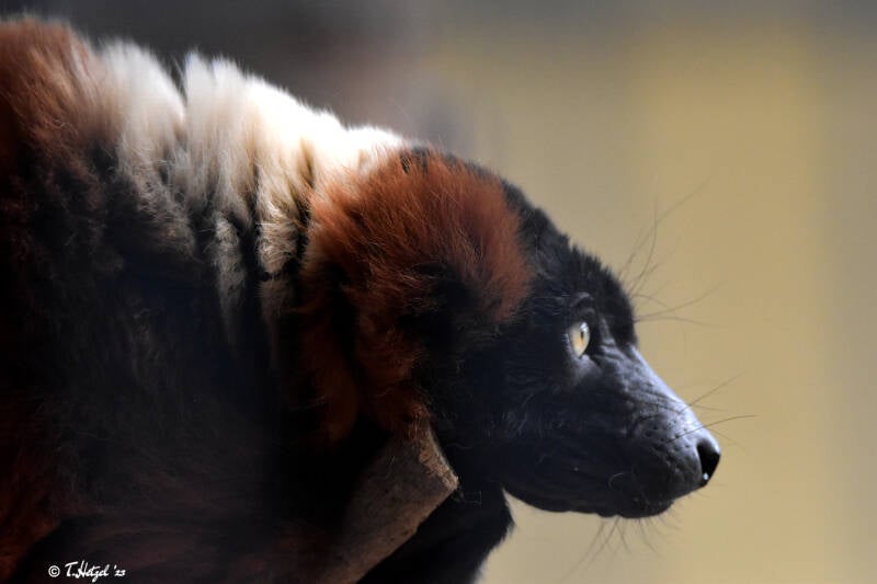 Roter Vari | Tiergaretn Worms | 21.09.2020