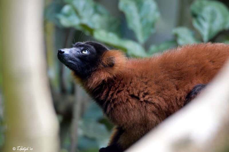 Roter Vari | Zoo Zürich | 04.07.2020