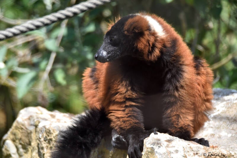 Roter Vari | Opel-Zoo Kronberg | 03.06.2023