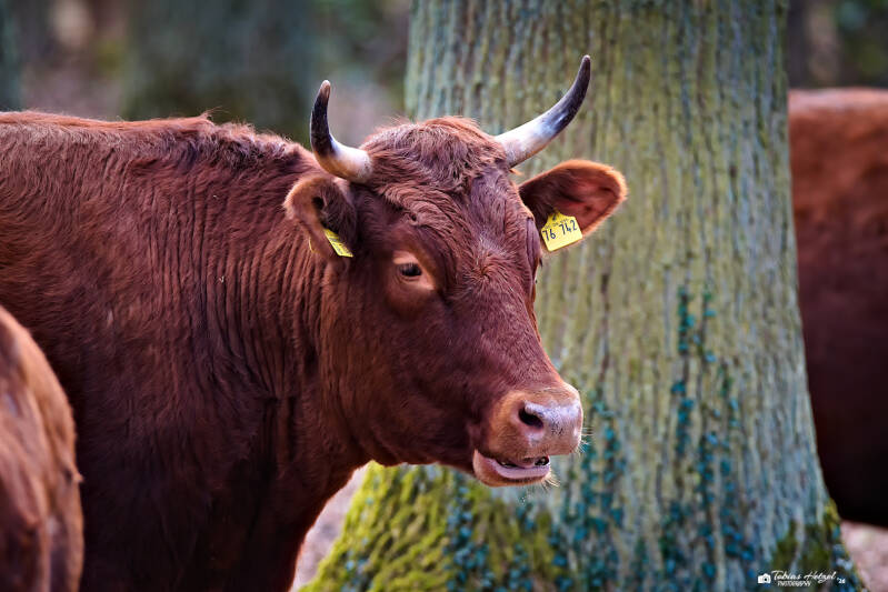 Rotes Höhenvieh | Wildpark Alte Fasanerie, Hanau Klein-Auheim | 01.03.2026