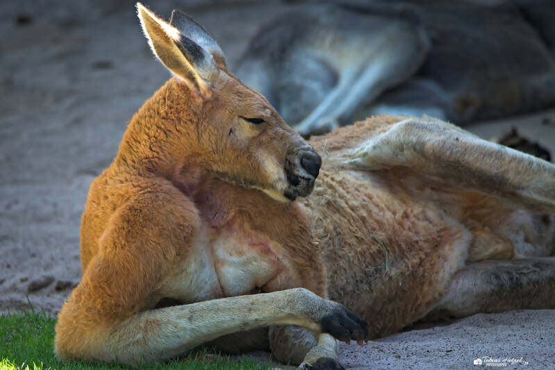 Rotes Riesenkänguru | Zoo Heidelberg | 25.05.2026