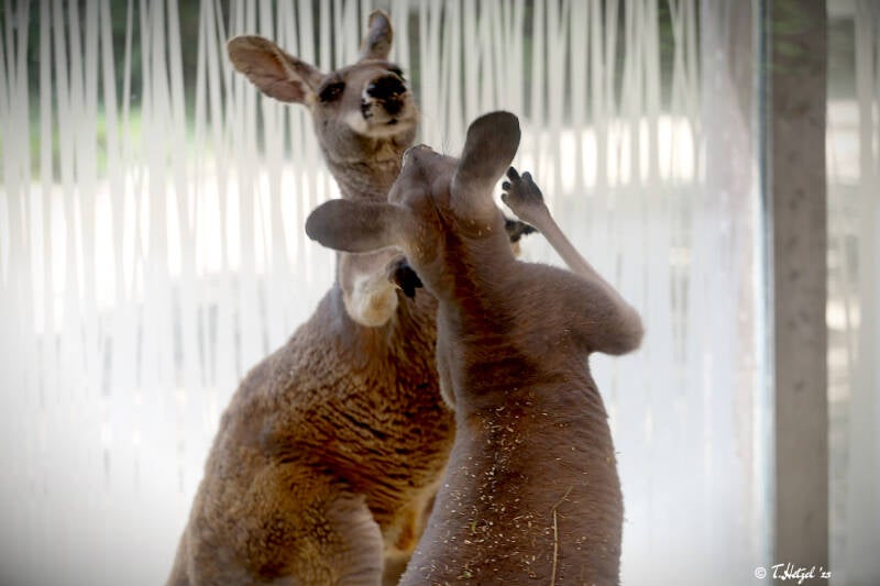 Rotes Riesenkänguru | Tierpark Hellabrunn, München | 15.08.2018