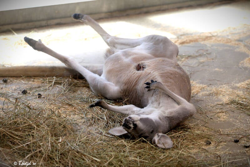 Rotes Riesenkänguru | Tierpark Hellabrunn, München | 15.08.2018