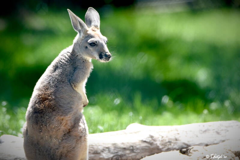 Rotes Riesenkänguru | Opelzoo Kronberg | 30.05.2021