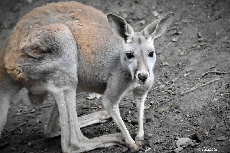 Rotes Riesenkänguru | Zoo Plzen | 17.09.2022