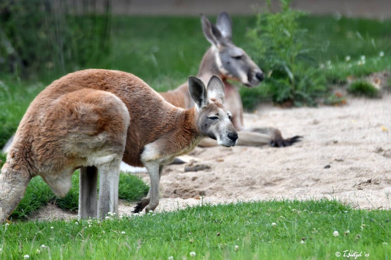 Rotes Riesenkänguru | Zoo Dortmund | 30.07.2023