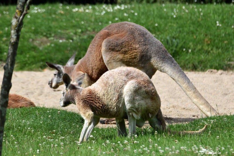 Rotes Riesenkänguru | Zoo Dortmund | 30.07.2023