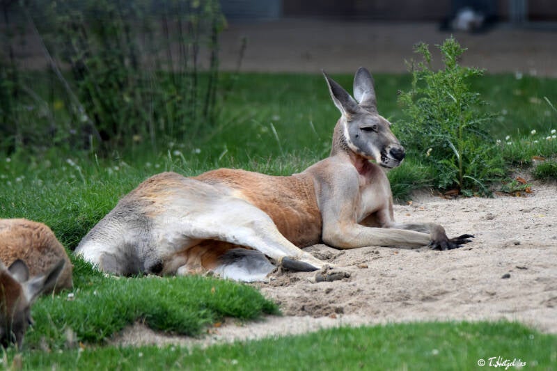 Rotes Riesenkänguru | Zoo Dortmund | 30.07.2023