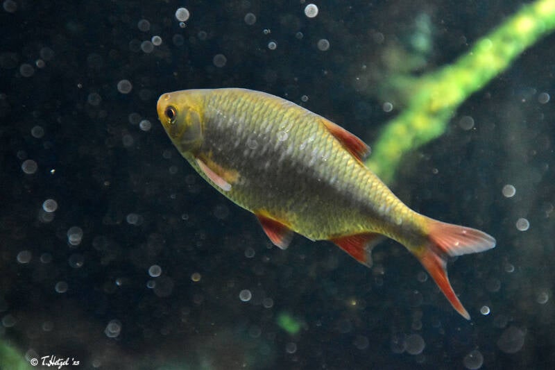 Rotfeder | Zoo Frankfurt | 17.08.2020