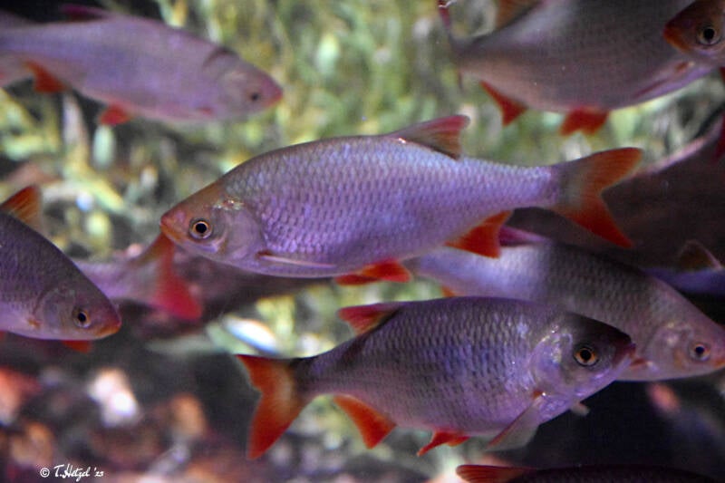 Rotfeder | Sealife Speyer | 05.01.2023